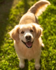 Goldens & Their Wonderful Personality