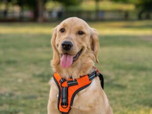Harness