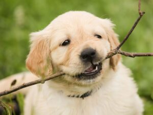 How Do Puppies Learn ABI
