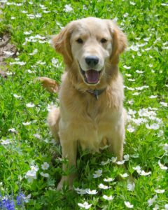How Does Your Dog Become A Therapy Dog