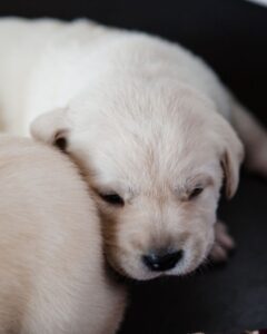 How Long Will It Take To Crate Train My Golden Retriever
