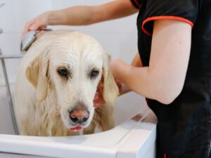 How Often To Bathe Your Golden Retriever