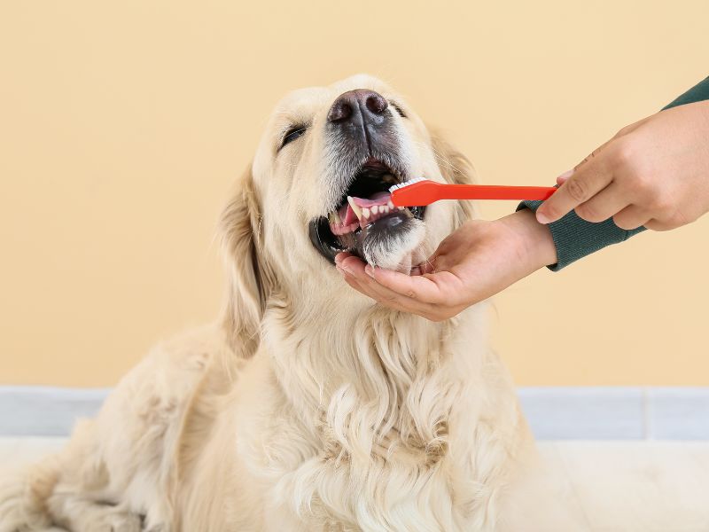 How Often To Brush Your Golden Retriever's Teeth