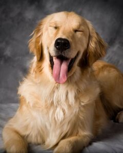 How Smart Are Golden Retrievers
