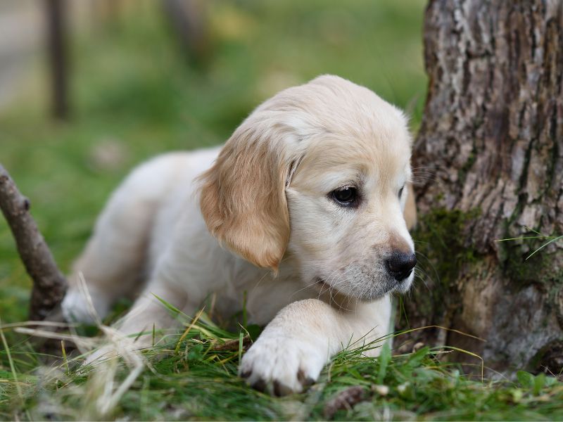 How To Choose A Golden Retriever Puppy