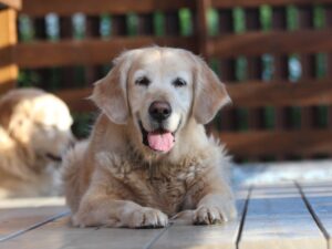 How To Find A Golden Retriever Breeder