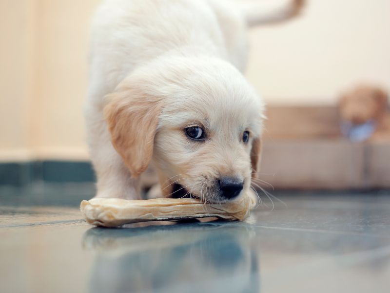 How To Get Your Puppy To Love Chew Toys