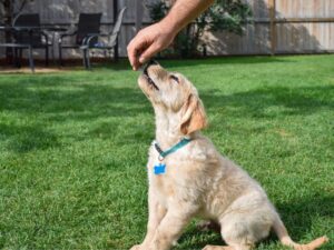 How To Mentally Satisfy Golden Retrievers