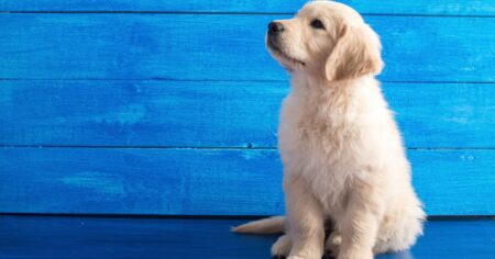 How To Pick A Golden Retriever Puppy From The Litter (6 Helpful Tips)