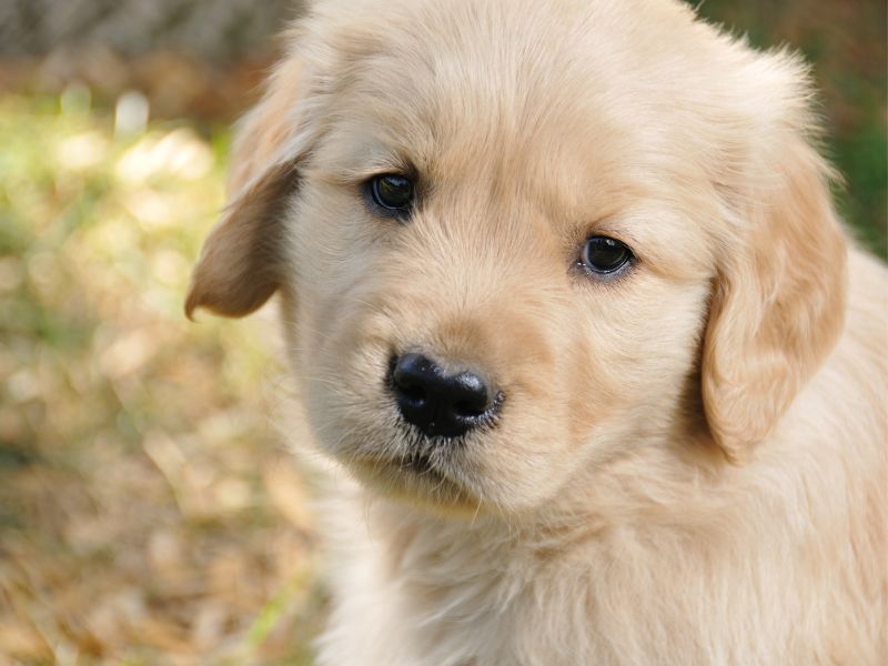How To Pick A Golden Retriever Puppy From The Litter