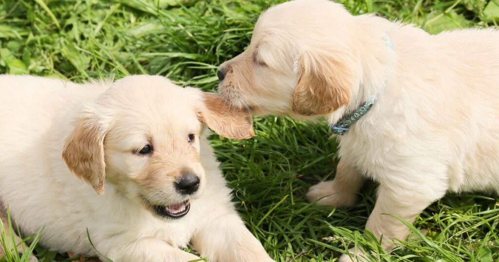How To Stop Your Golden Retriever Puppy From Biting & Nipping