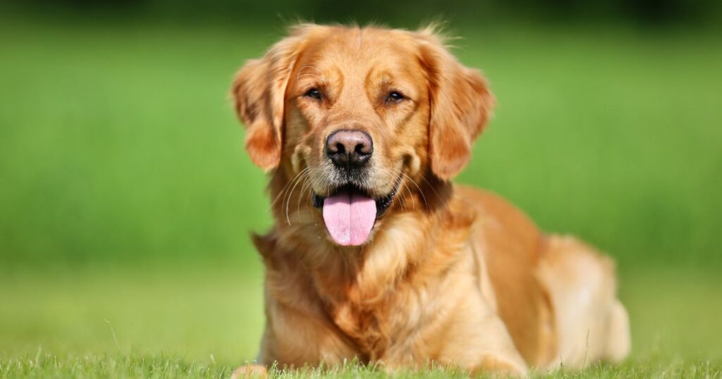 How to Groom Your Golden Retriever .