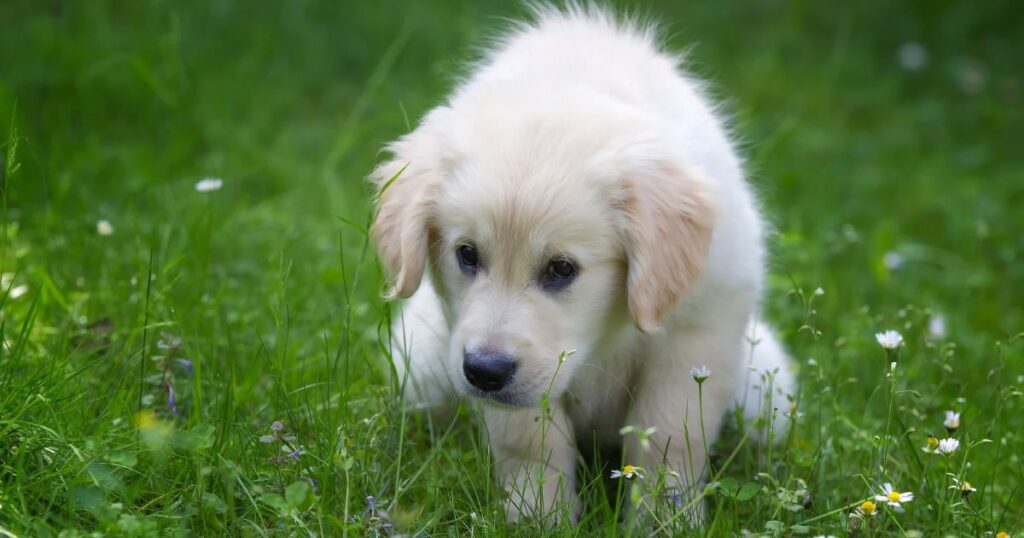 How to Potty Train Your Golden Retriever Puppy