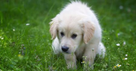 How to Potty Train Your Golden Retriever Puppy