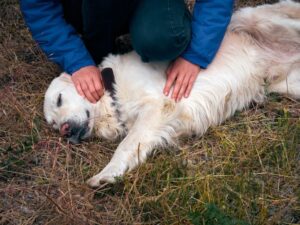 Erin Andrew's Golden Retriever Howie
