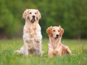 Keep Your Golden Retriever's Weight Under Control