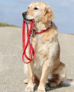 Leash