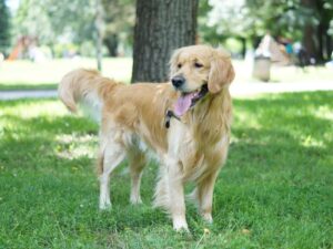 Mini Golden Retriever Exercise Needs