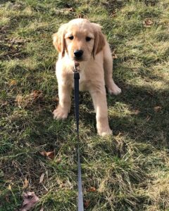 Mini Golden Retriever Shedding