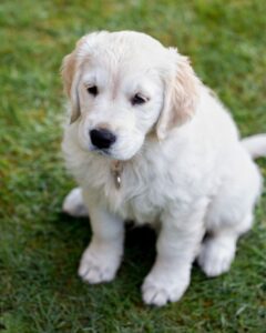 Mini Golden Retriever Size