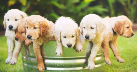 Mini Golden Retrievers The Complete Guide (Pros, Cons & Differences)