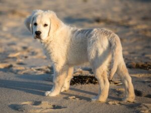 Neil Patrick Harris' Golden Retriever Ella