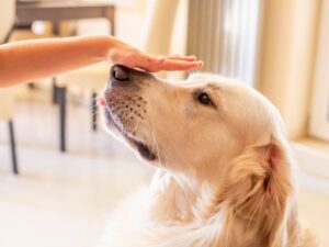 Nicolette Sheridan's Golden Retriever