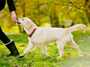 Puppy Biting Mistakes