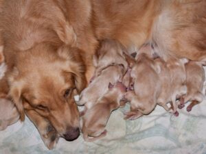 Puppy Is Born