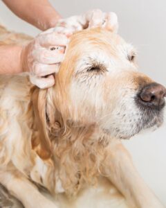 Puppy Shampoo