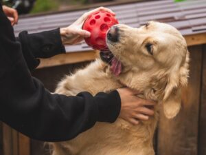 Puppy Toy Mistakes