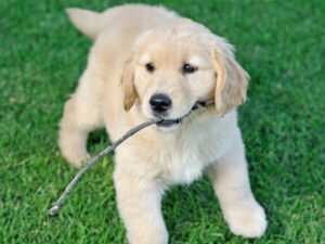 Raising A Golden Retriever Puppy