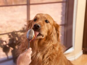 Red Golden Retriever Breeders