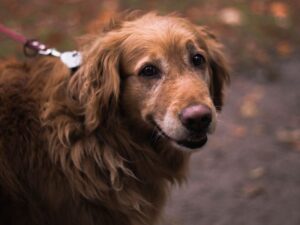 Red Golden Retriever Controversy