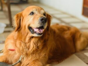 Red Golden Retriever History