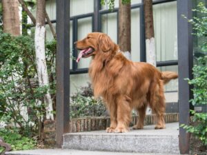 Red Golden Retriever Size