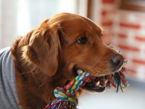 Rope Toys