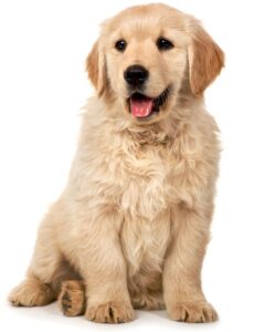 Show Golden Retrievers