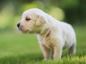 Starting To Walk