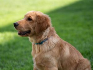 Talk To The Breeder