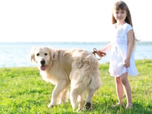 Teaching Your Child To Be Good Around Golden Retrievers