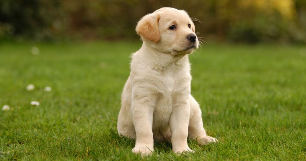 The Complete Guide To Raising a Golden Retriever Puppy