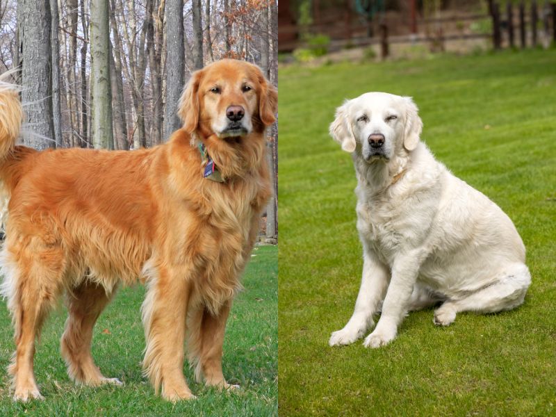 The Difference Between Red Golden Retrievers & Other Goldens