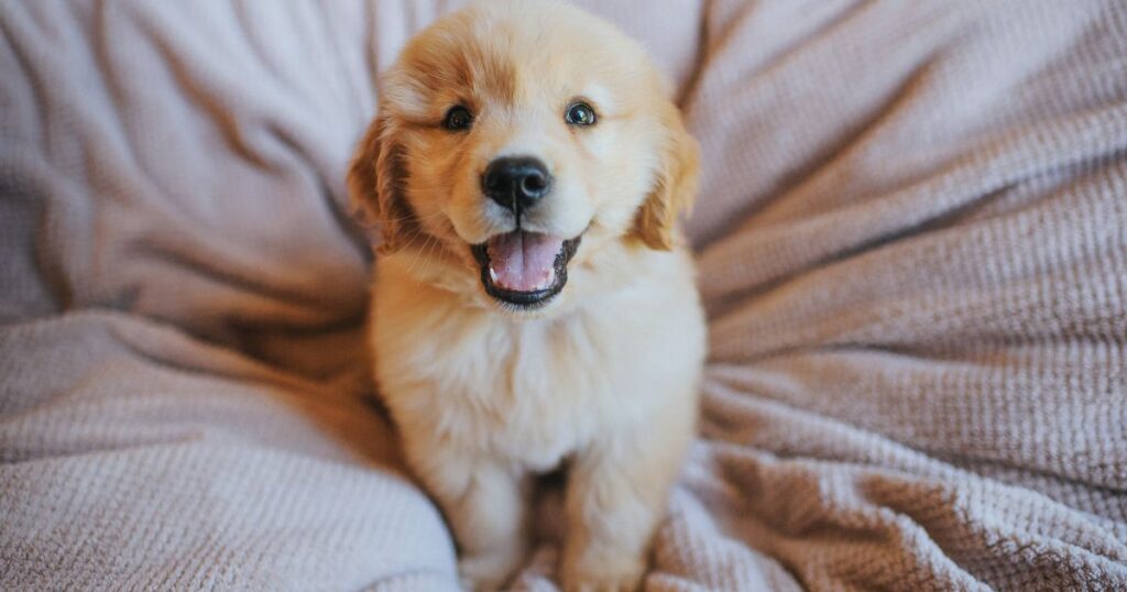 The Golden Retriever Puppy Timeline