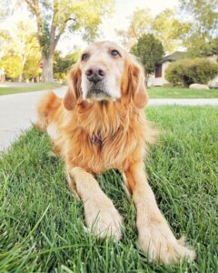 The History Of Golden Retrievers