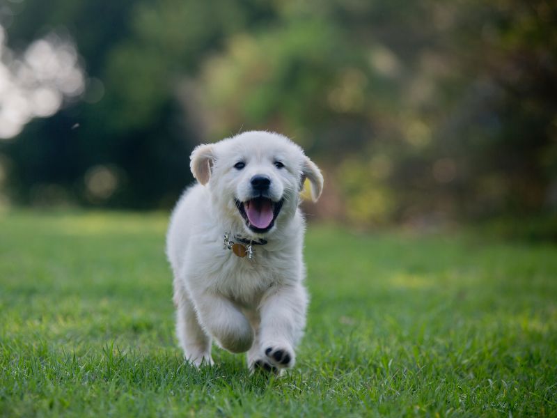 The Most Important Thing When It Comes To Picking A Golden Retriever Puppy