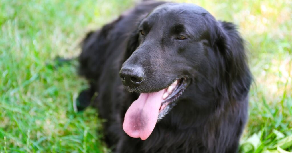 The Truth About Black Golden Retrievers