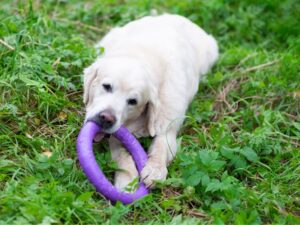 To Have A Healthy Dog, Start With Healthy Parents