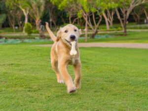 Using Chew Toys For Training