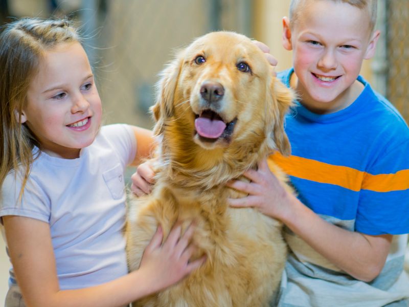 Want To Ensure Your Golden Retriever Will Be Good Around Kids_ Do These 3 Things